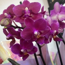 Floricultura Cultiva