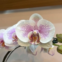 Floricultura Cultiva