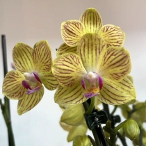Floricultura Cultiva