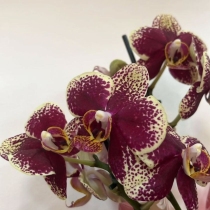 Floricultura Cultiva