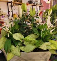 Floricultura Cultiva