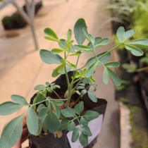 Floricultura Cultiva