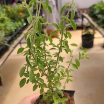 Floricultura Cultiva
